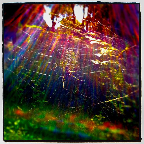Web of colour