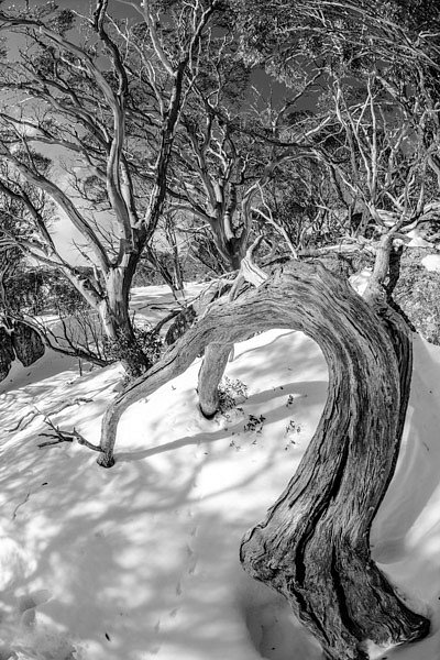 Winter Wonderland