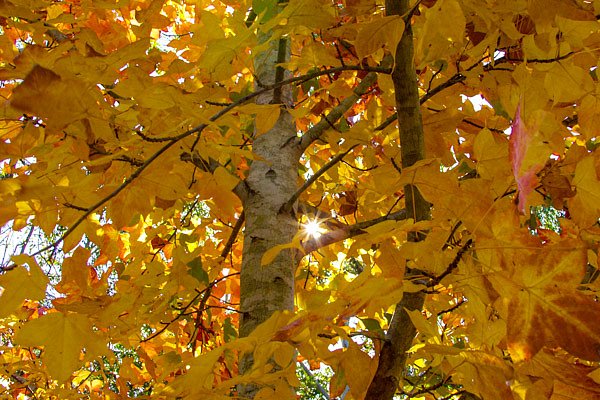 Autumn Leaves