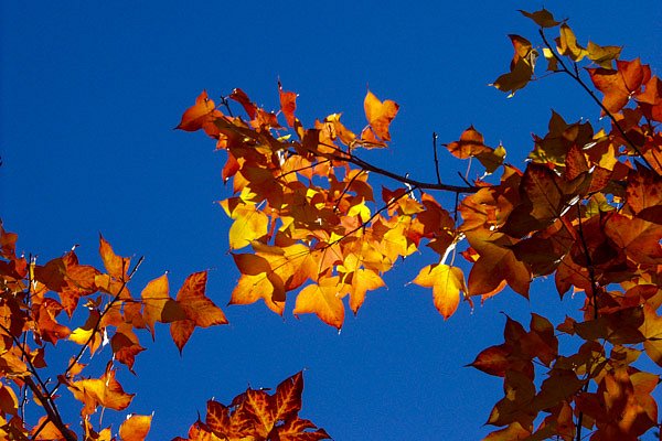 Autumn Leaves