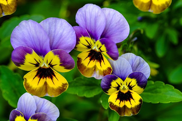 Flowers